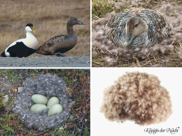 Eiderdaunen 3-Kammer-Kissen »Königin der Nacht«