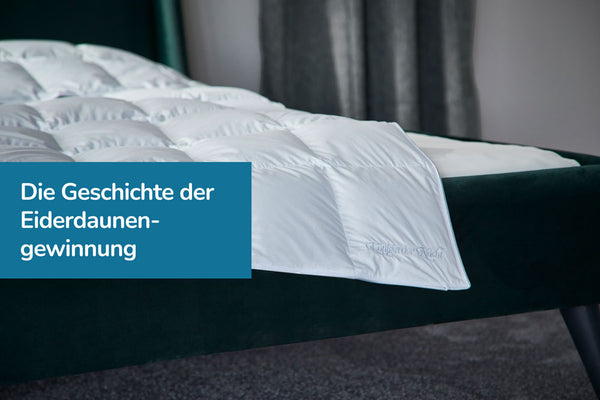 Die Geschichte der Eiderdaunengewinnung: Von nordischen Küstenbewohnern zur modernen Produktion