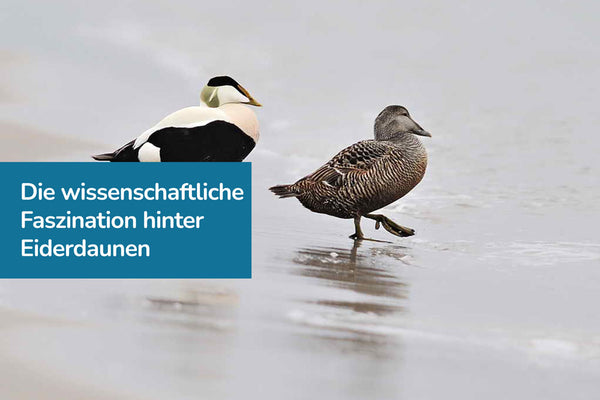 Die wissenschaftliche Faszination hinter Eiderdaunen: Ein Blick auf ihre einzigartigen Eigenschaften