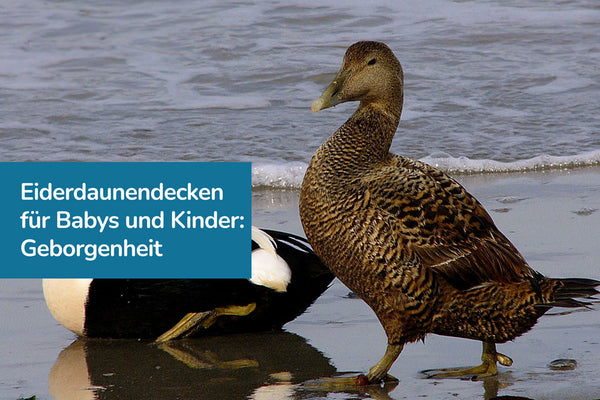 Eiderdaunendecken für Babys und Kinder: Geborgenheit, Komfort und Sicherheit