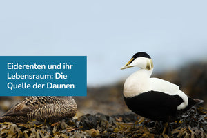 Eiderenten und ihr Lebensraum: Die Quelle kostbarer Daunen